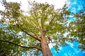 How Our Tree Care Process Works  in  Rochester, NH