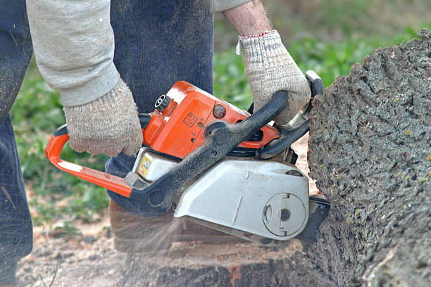 Professional Tree Care in Rochester, NH